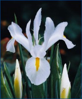 Iris o flor de lis