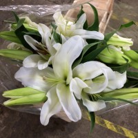 Lilium L /O