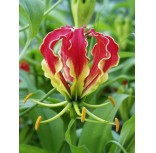 Gloriosa