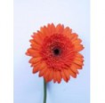 Gerbera