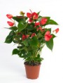 Anthurium